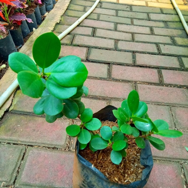 Bibit Tanaman Beringin Korea Bahan Bonsai Batang Besar Tanaman Hias Eksotis untuk Ruang Anda