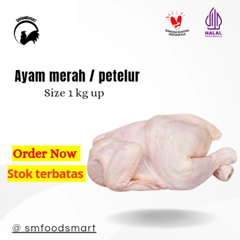 

Ayam Merah - Ayam Petelur - Ayam Soto Ayam Gudeg 1.2kg