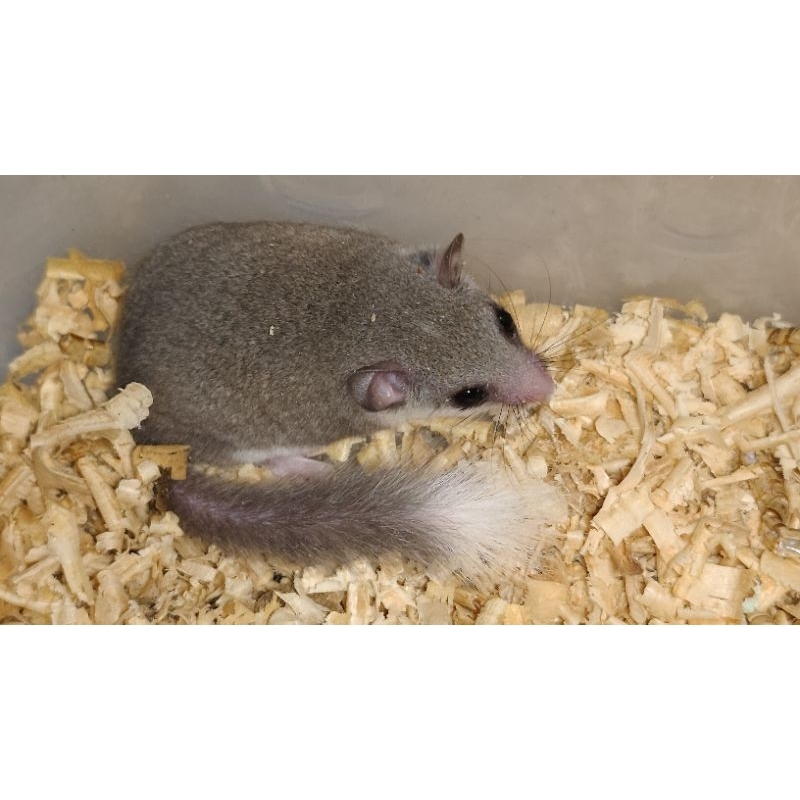 African pygmy dormice