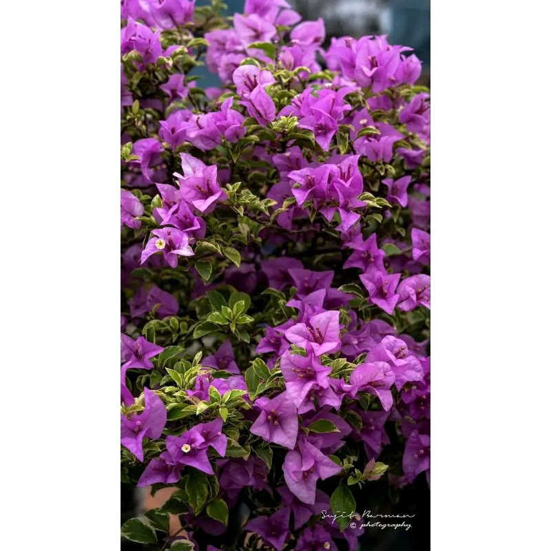 Bougenvile id Variegata Kuning Bunga Ungu new