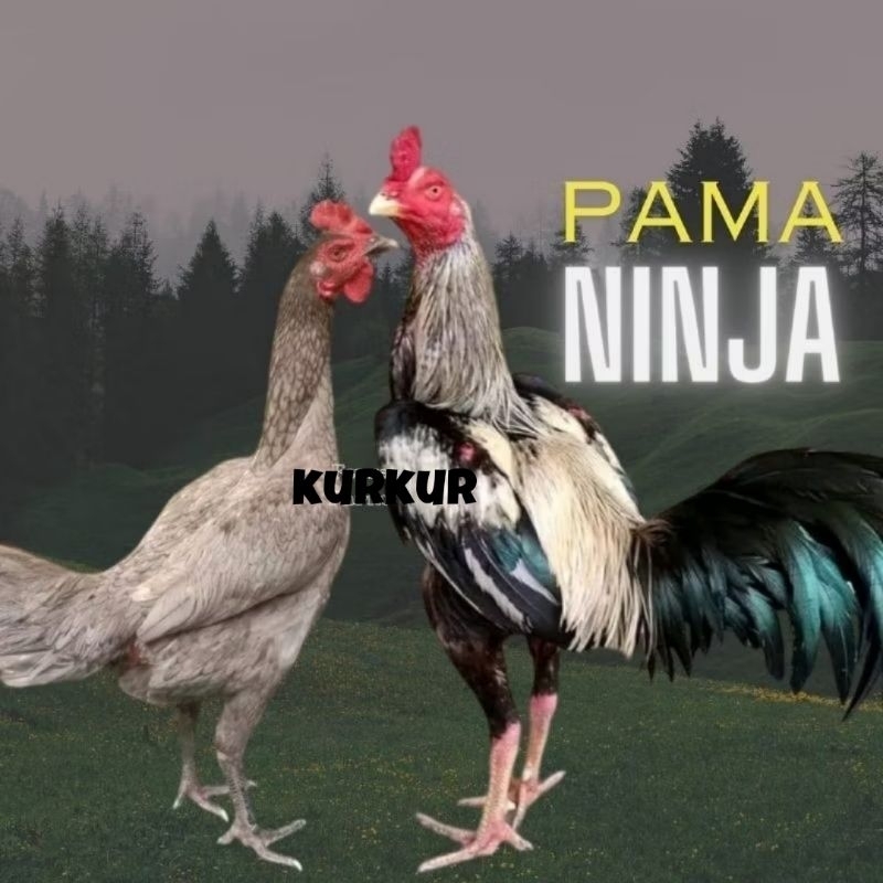 telur ayam pama ninja original bisa untuk di tetaskan