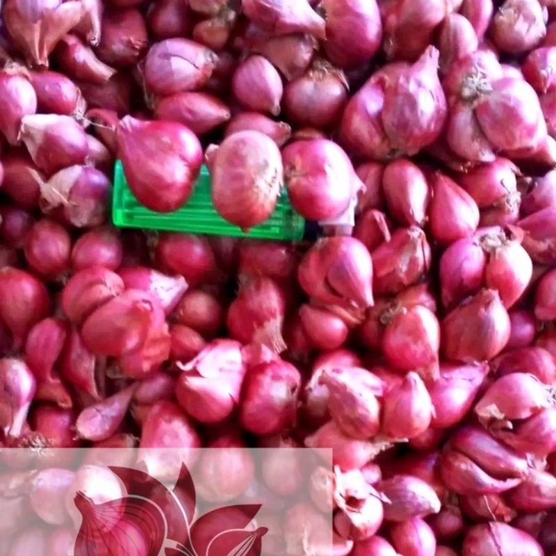 

Bawang Merah Probolinggo | 250gr | Bawang Merah | Bawang Merah Murah | Bamer