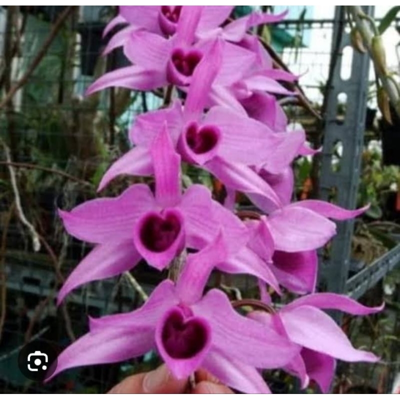 Anggrek Dendro Anosmum Gigantea