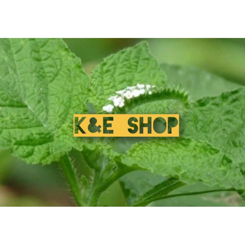 

Daun sangket segar/daun sangketan petik langsung fresh 1kg