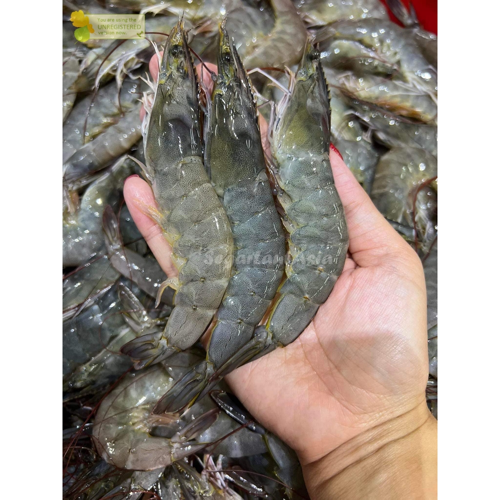 

Udang Vaname Segar Udang Vaname 40-45Ekor Seafood Udang Segar 1Kg