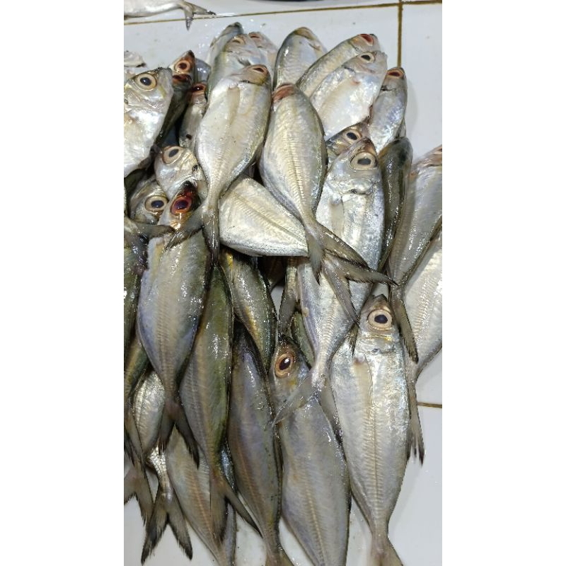 

Ikan kembung banjar fresh