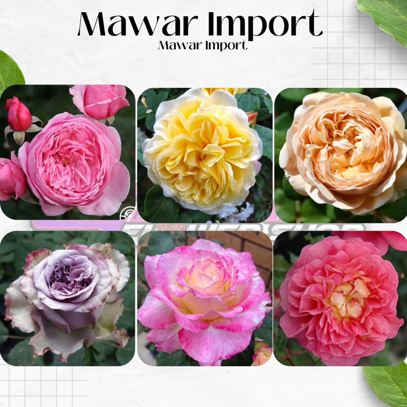 Tanaman Hidup Bunga Mawar Import Berbunga Wangi & Bergaransi - Bunga Mawar Impor Hidup Murah