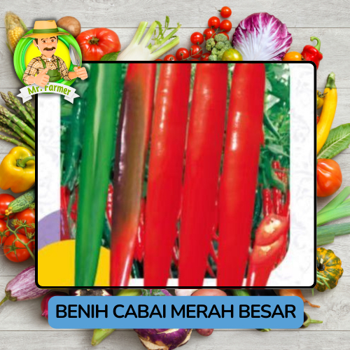 Jenis Bibit Cabai Bibit Sayuran Cabai