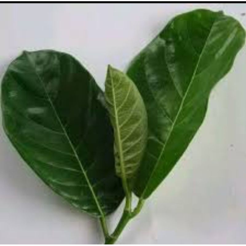 

Daun nangka segar fres 100 lembar