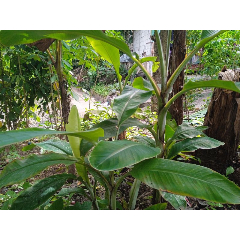 

bibit pisang uli