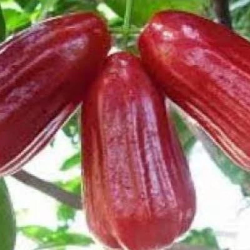 BIBIT JAMBU AIR JAMAIKA SIAP BERBUAH