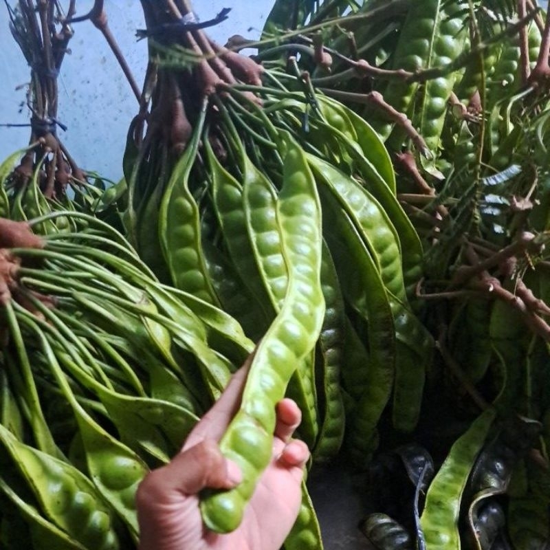 

PETE TUA 10 PAPAN