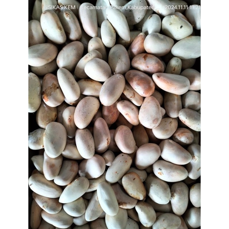 

BijiNangkaPaket1kg