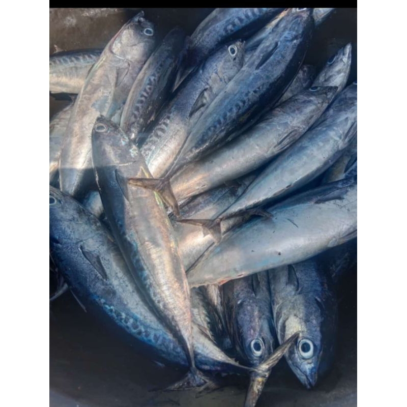 

ikan tongkol