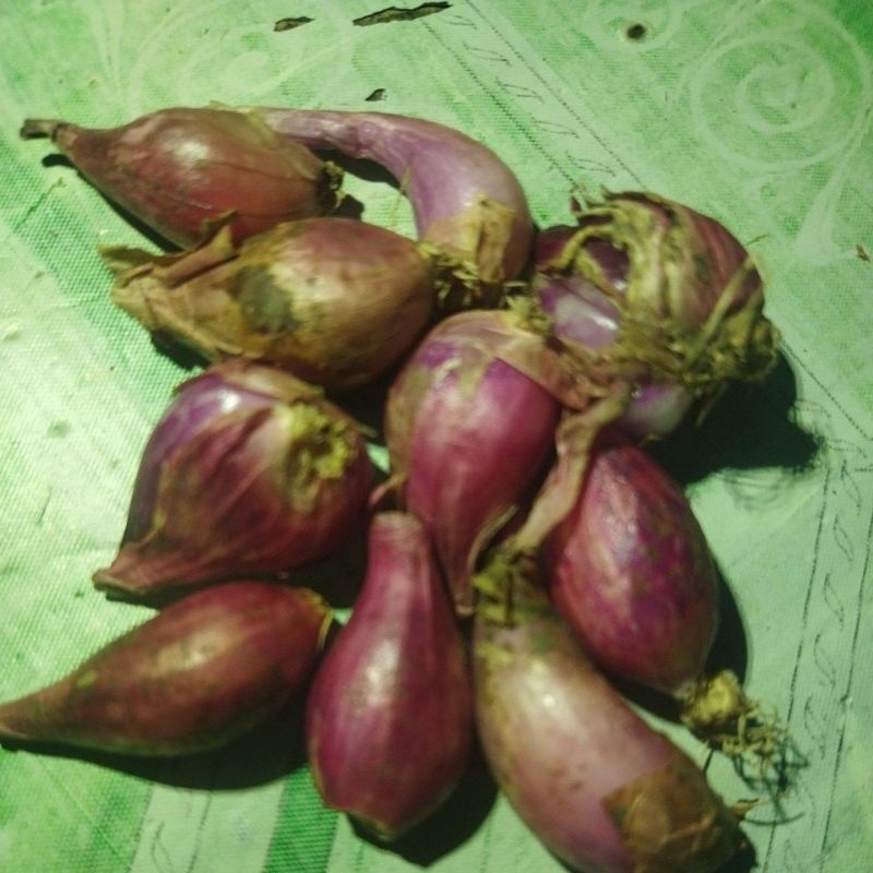 

Bawang Merah Besar Sedang Murah 1kg