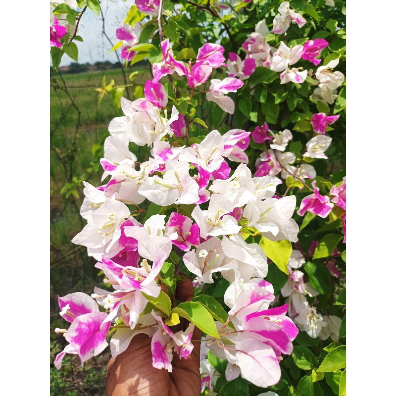 Stek batang bougenville import Ice Cream batang besar