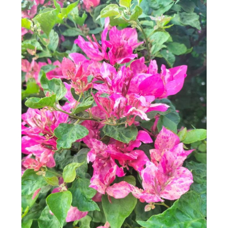 Stek Batang Bougenville Import Kristina