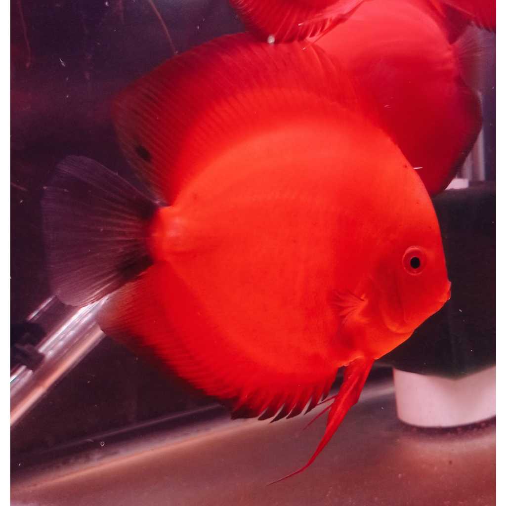 Ikan Discus Red Melon 5" inch