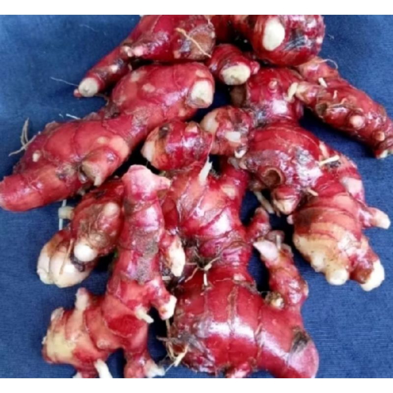 

Jahe merah obat herbal segar 500 gram