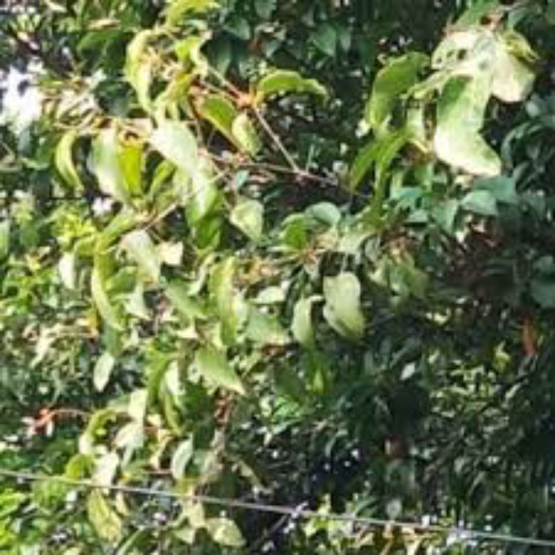 

daun benalu sawo segar 500 grm