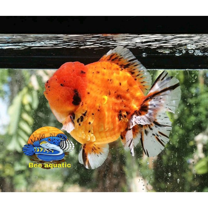 bee aquatic hiasan aquarium oranda pw calico grade premium quality