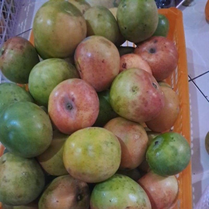 

mangga Apel