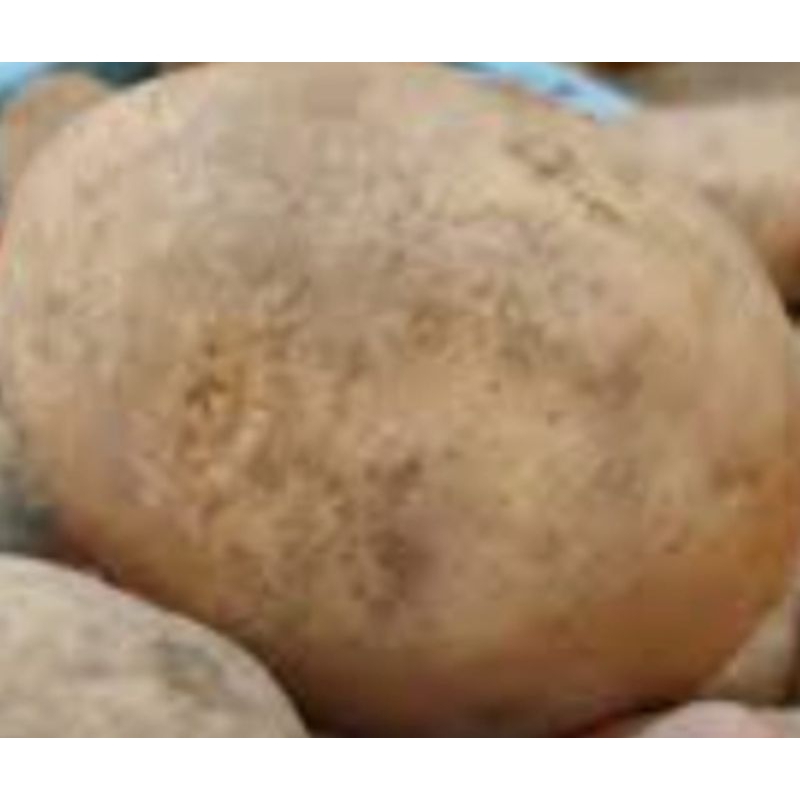 

KENTANG BESAR DAN KUNING RP 9.000 / 500 gram