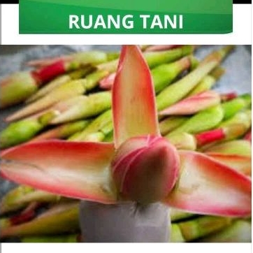 

BUNGA KECOMBRANG/BUNGA HONJE/ BUNGA KUNCUP 1KG