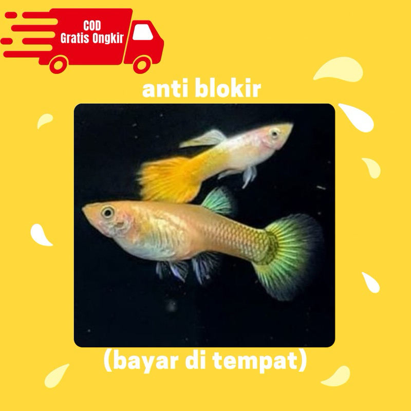 guppy yellow micarif pembersih kaca siap breading