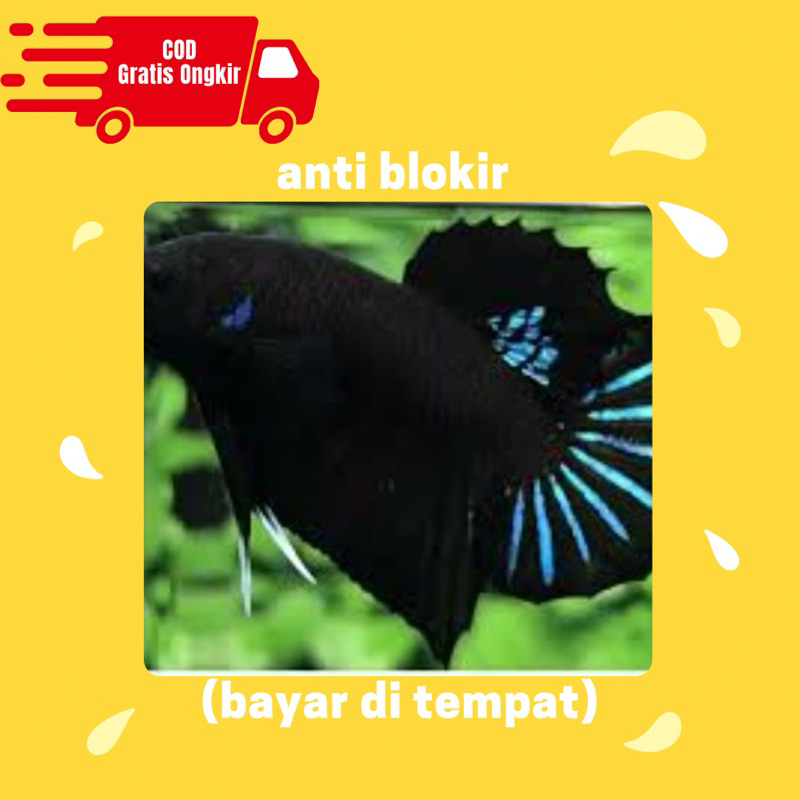 pembersih kaca cupang black king hitam solid