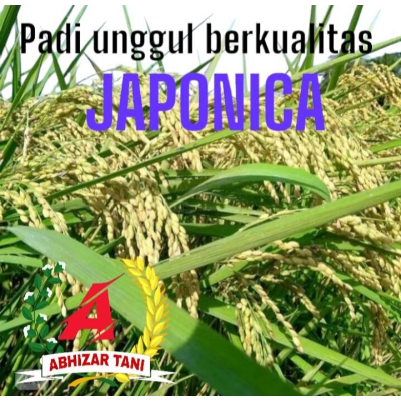 Benih padi JAPONICA KEMASAN 1KG