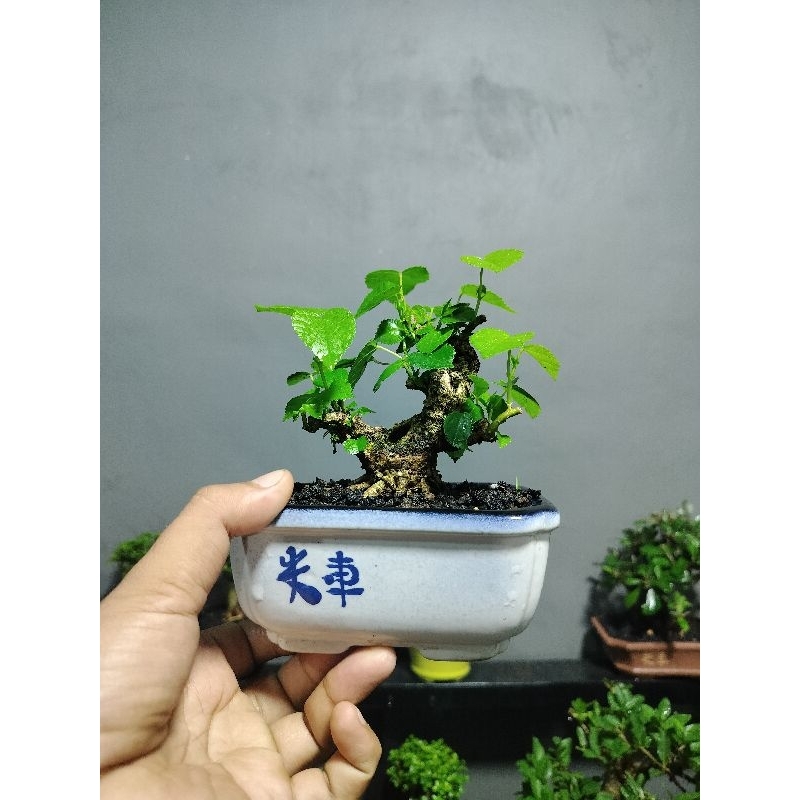 bonsai waru mini
