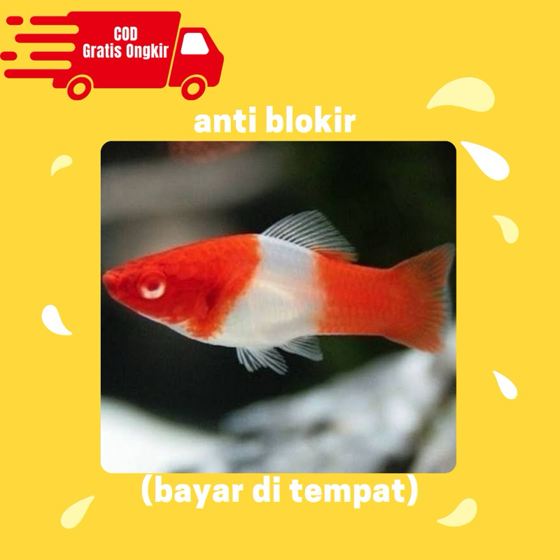 platy kohaku hiasan aquarium