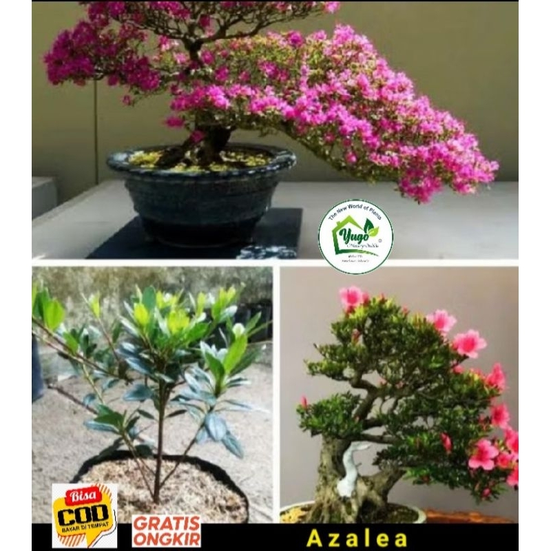 Bonsai Azalea Tanaman hias bunga azalea ungu tumpuk Bahan bonsai azalea
