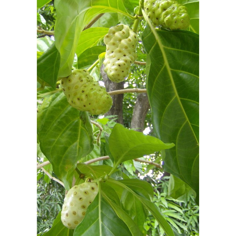 

Termurah Buah Mengkudu 1kg