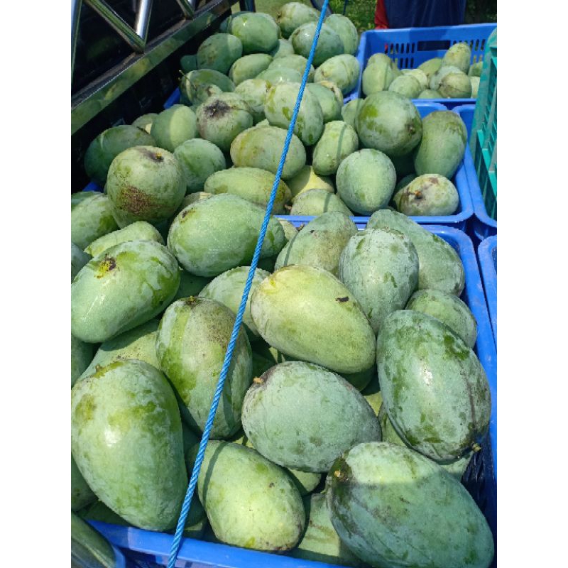 

BUAH MANGGA MUDA LANGSUNG PETIK (HARUM MANIS )PER/ KG