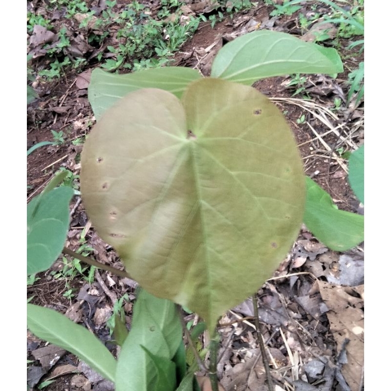 

Daun waru merah 10 lembar Obat herbal