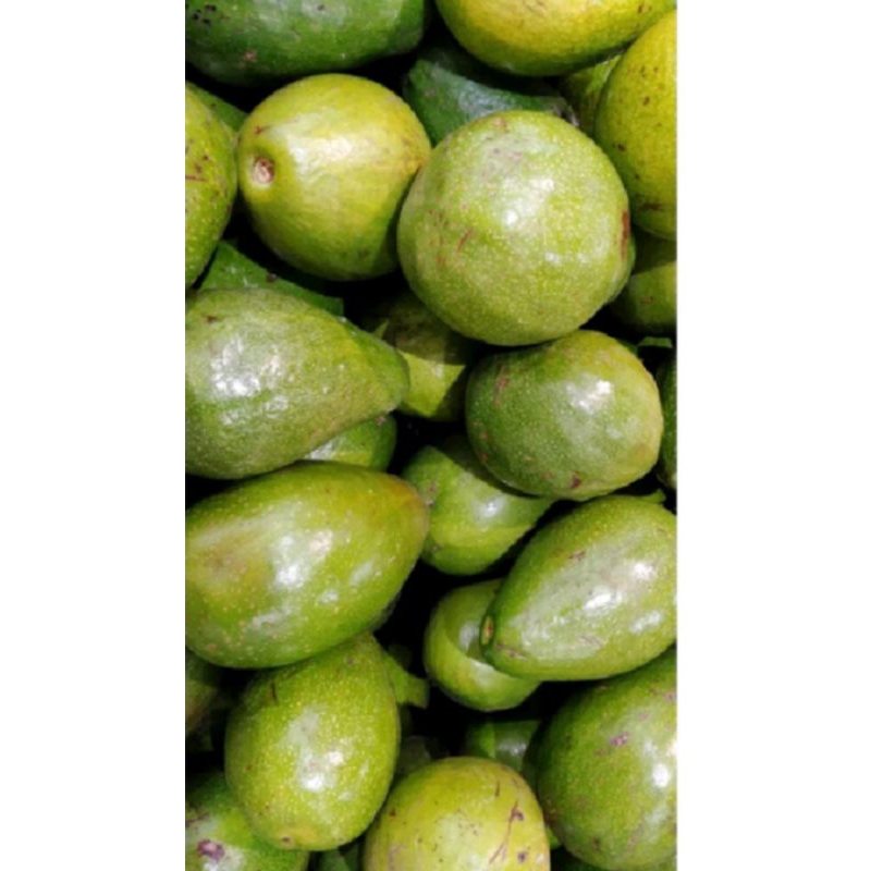 

Buah Alpukat 1 kg