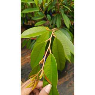 3Pcs Entres Khusus Durian Musangking Entres Durian Super