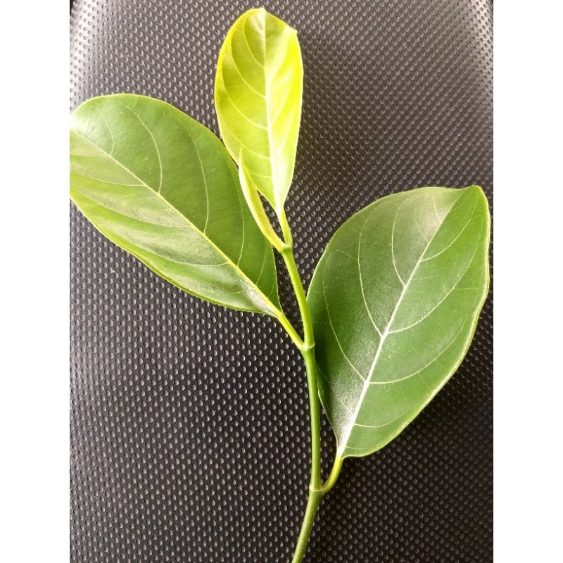 

Daun nangka segar 100 lembar obat herbal tradisional