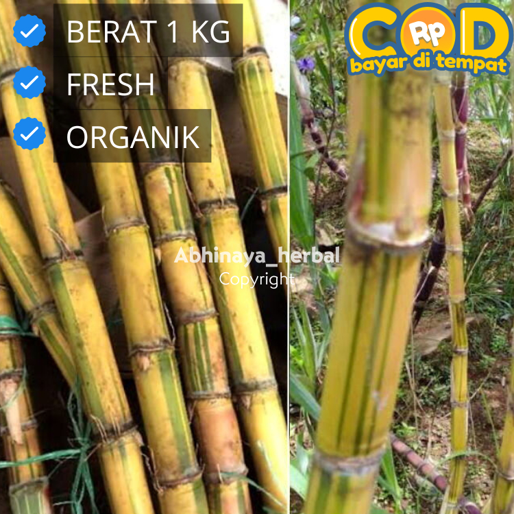 

Tebu kuning segar - Tebu Kuning manis fresh 1 kg