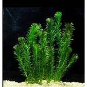 tanaman air ganggang hydrilla