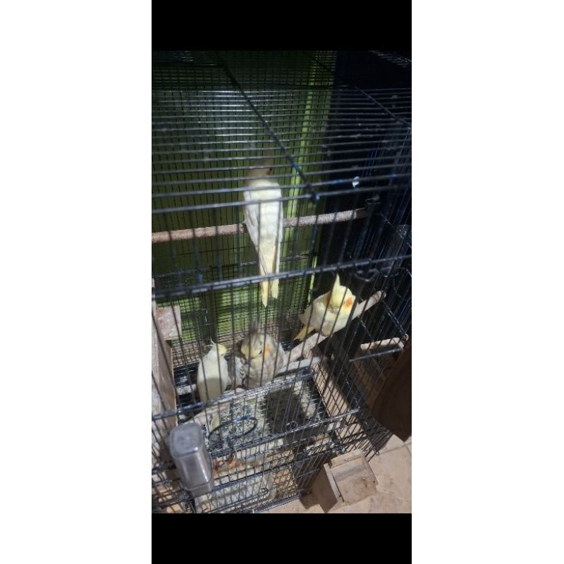 falk lutino sepasang