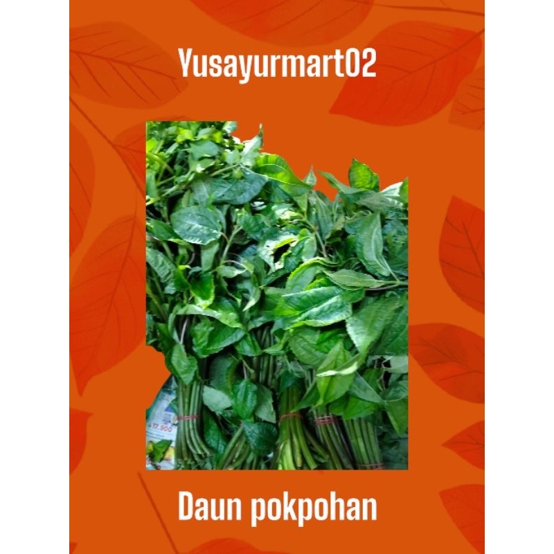 

Daun Pokpohan