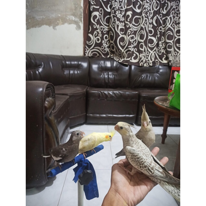 Burung Parkit Australia Falk Jinak