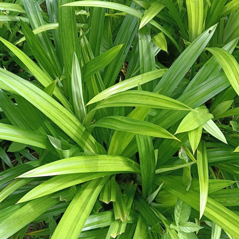 

DAUN PANDAN FRESH PER PACK ISI 10 LEMBAR