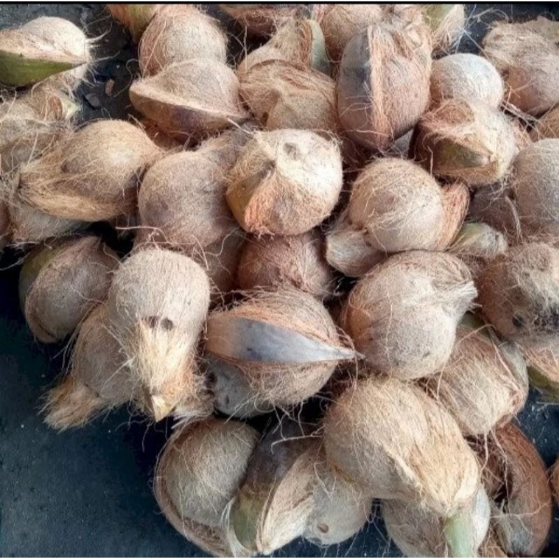 

KELAPA TUA BAHAN SANTAN