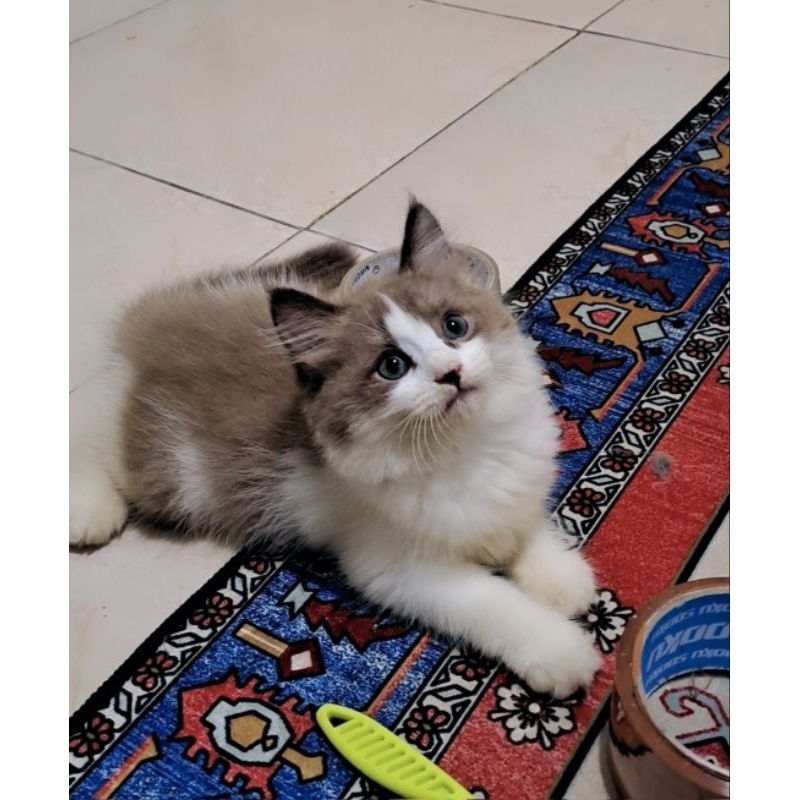 Anak kucing anggora betina /kitten ragdol bicolor simetris betina/kucing  ragdol bicolor betina