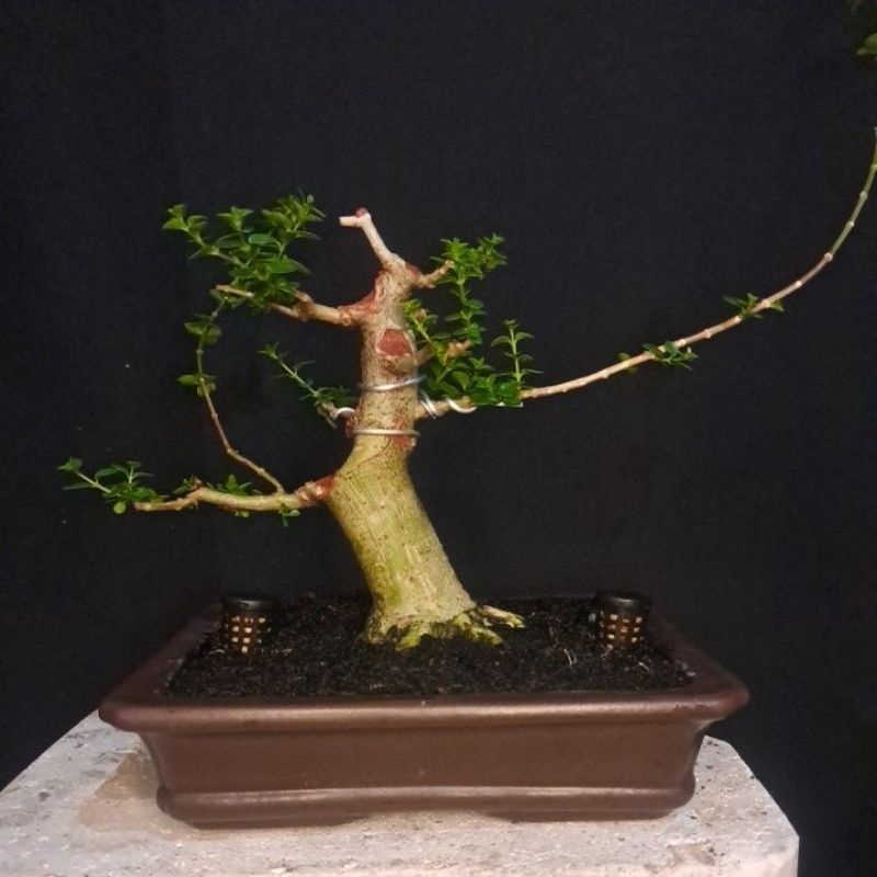 bonsai sancang kontes material