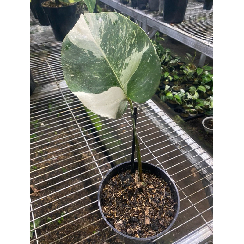 MONSTERA ALBO WHITE TIGER VARIGATA